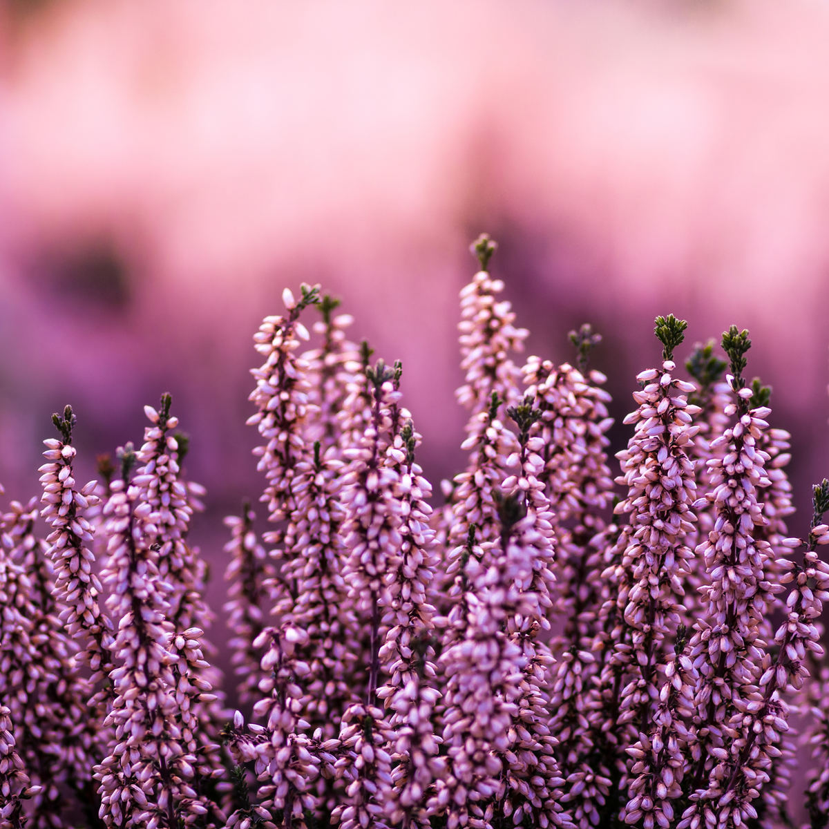 Erikablüten Bio (250g)